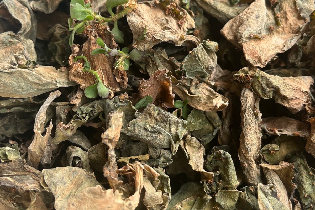 Life plant image dry leaf growing