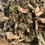 Life plant image dry leaf growing