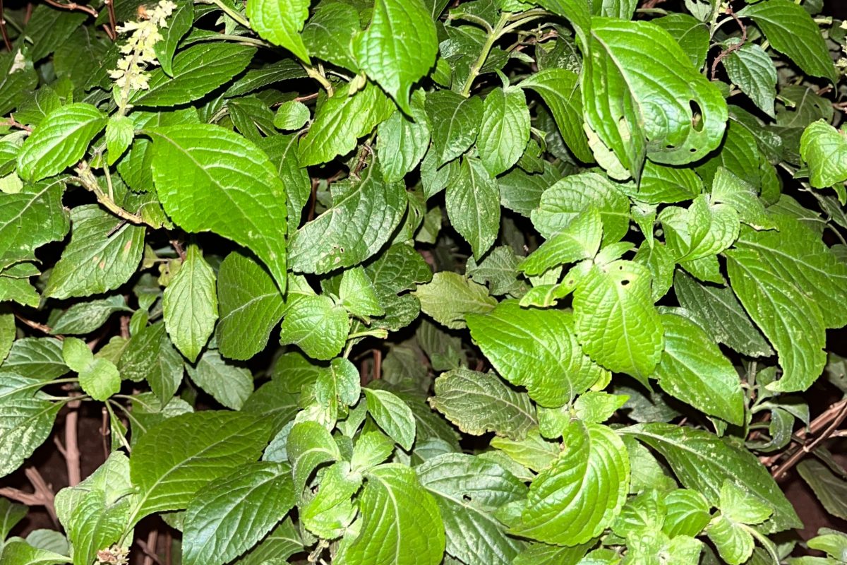 scent leaf image