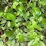 scent leaf image