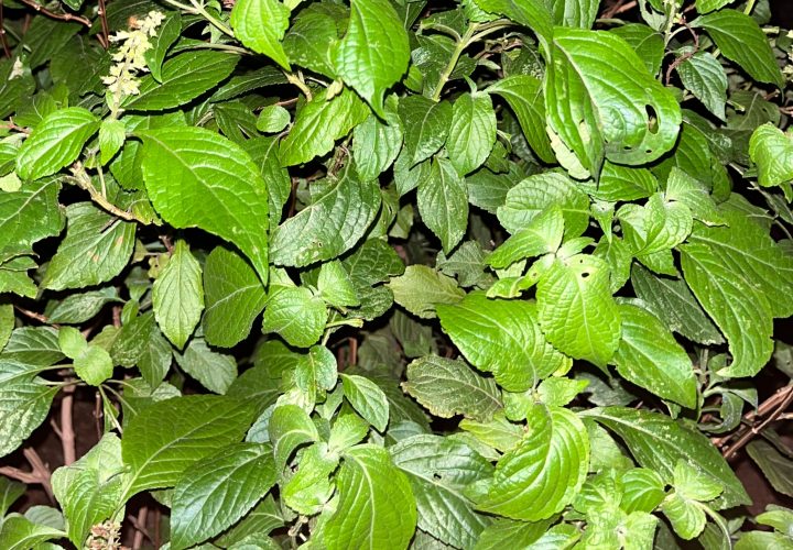scent leaf image